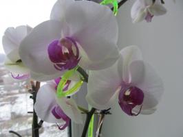 Perché mi immergo orchidee, non innaffiare da un annaffiatoio