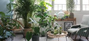 Quale delle piante d'appartamento sarà un look perfetto in un corridoio interno, camera da letto o cucina. 7 idee progettuali