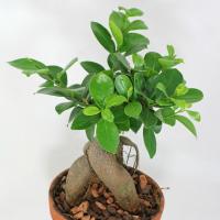 Cura Ficus Ginseng a casa