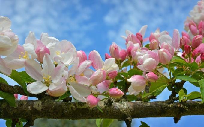 Apple blossom - uno dei simboli della primavera è venuto!