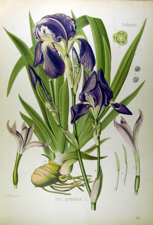 Köhler, H.A. | Iris germanica, Medizinal-Pflanzen 1887 