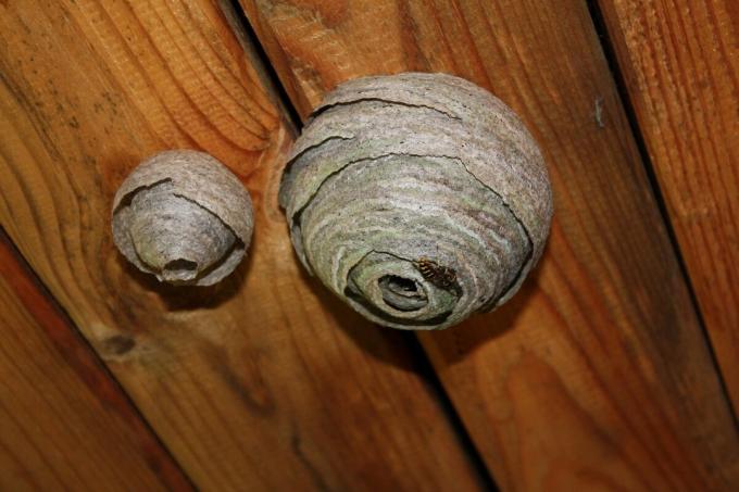 Come sbarazzarsi del nido di vespe? | ZikZak