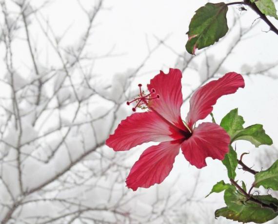 fiore di ibisco in inverno, quando sono in calore, ma poi l'estate non può buttare germogli. Illustrazioni per un articolo tratto da Internet