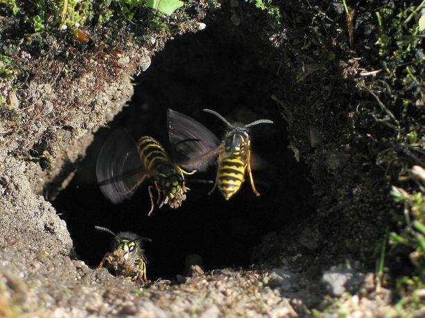 Come sbarazzarsi dei nidi di vespe nel terreno? | ZikZak