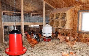 Coop Inverno: come creare le condizioni ottimali per le galline ovaiole