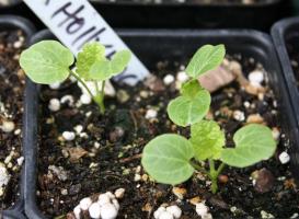 La coltivazione di semi di malva: come e quando piantare