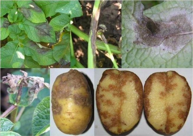 Di patate con Phytophthora (Foto da Internet)