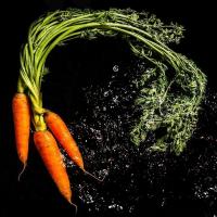 La semina carote con pacciamatura