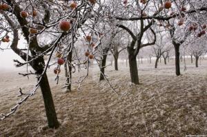 3 principali cause di malattie di alberi da frutto