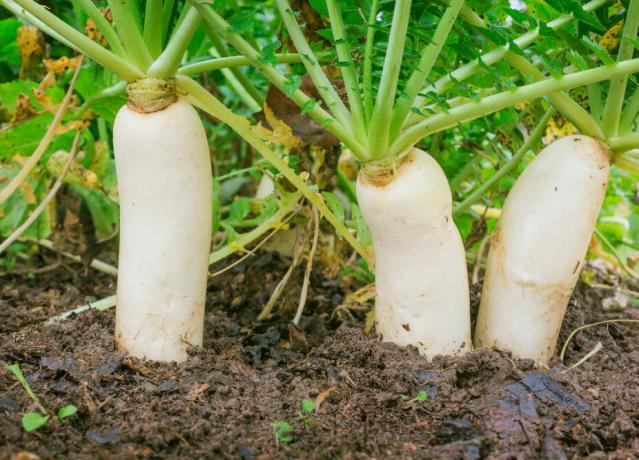 Ravanello in giardino: una radice succosa è buona in insalata