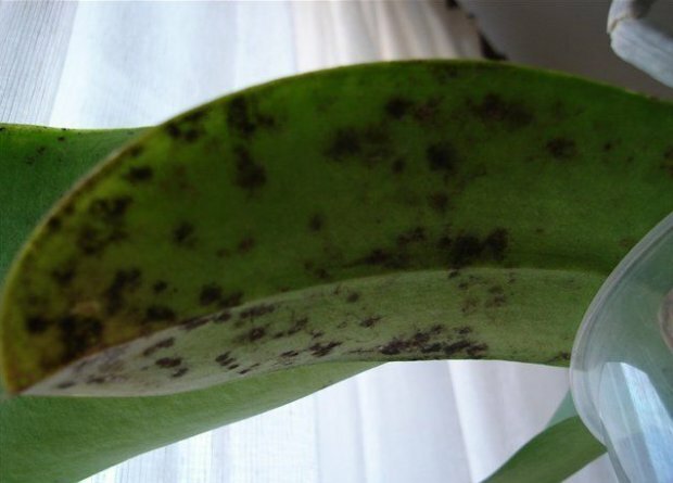 fungo Sooty su Orchid ( https://agronomu.com/)