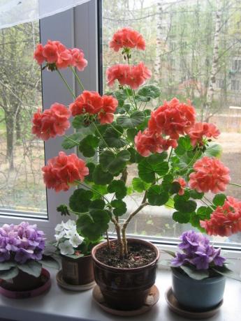 Adulti e ben arredate Pelargonium zonale (o in nazionale - geranio). Alcune delle immagini per un articolo preso da internet