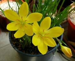 Fiori insoliti "zephyranthes" (Upstart): cura a domicilio