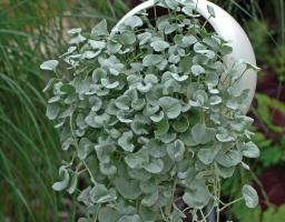 Dihondra "Silver Falls" - elegante decorazione del vostro giardino