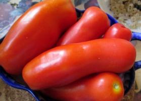 Tomato Zhigalo - varietà senza pretese e inusuale, incredibilmente prolifico!