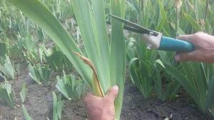 Come tagliare i fiori Iris sbiaditi? Consigli da giardinieri esperti