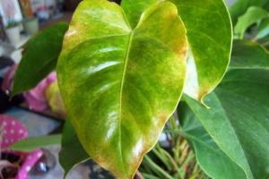 Malattie Anthurium foglia. Come salvare una bella pianta