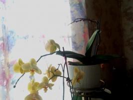 L'acido succinico non aiuterà le orchidee. Il mito principale di Internet
