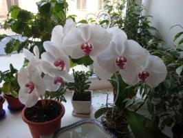 Quanto e quanto spesso fioriscono le orchidee in casa