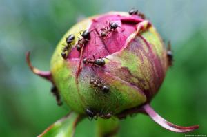 Come liberarsi di formiche su pioni