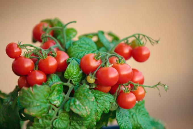 Se si è tentato di coltivare pomodori a casa, condividere la vostra esperienza nei commenti sull'articolo! Illustrazioni vengono prese per la pubblicazione su Internet