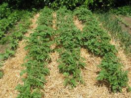 Come piantare le patate sotto paglia? Senza Hilling, meno 3 e ben il 5 +