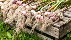⚡ Come non perdere la collezione di aglio in giardino. La scelta del tempo ottimale