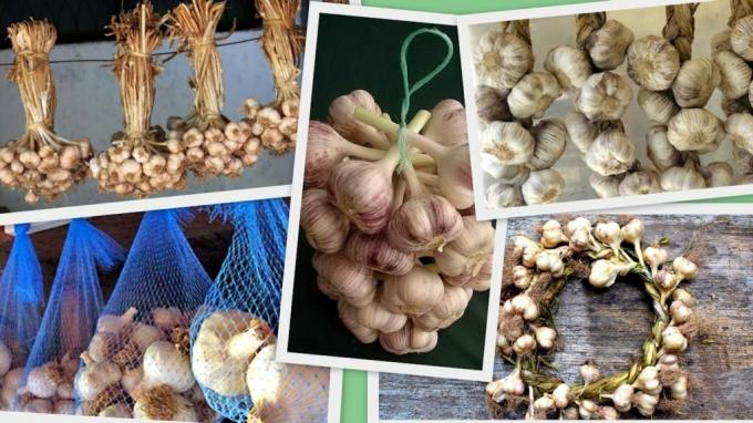 Cipolle e aglio - non si tratta solo delle scorte: raccolto splendidamente intrecciato diventa sempre accessorio carino per una cucina o di utilità. Illustrazioni per un articolo tratto da Internet