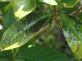 Macchie sulle foglie di gardenia. Siamo alle prese con il problema in modo corretto