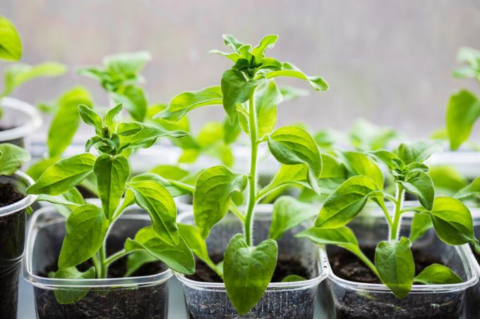 È possibile utilizzare gli strumenti a portata di mano per piantine in crescita