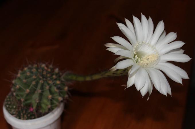 Cactus di fioritura a casa