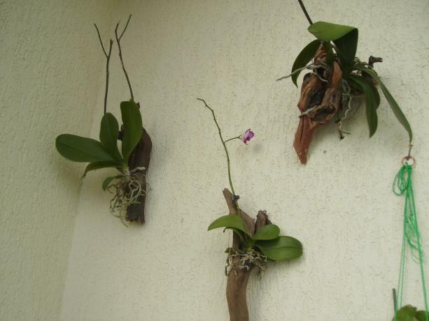 Orchidee nel blocco - un metodo di crescita Phalaenopsis, il più vicino possibile alle condizioni naturali. Sì, sembra strano, ma è così che il fiore coperta cresce ai tropici!