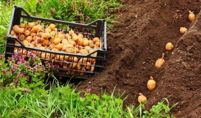 Chi sarà multato per le patate piantare personale? | ZikZak