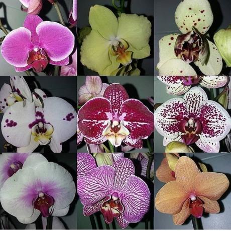 La varietà di Phalaenopsis