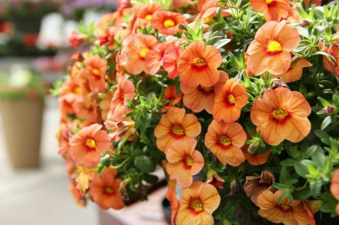 Blooming petunia - sempre uno spettacolo affascinante. Foto: realestateblog.ru