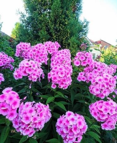 Perenne Phlox - decorazione fragrante del mio giardino