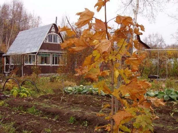 Giardino di autunno - un campo per l'azione! 