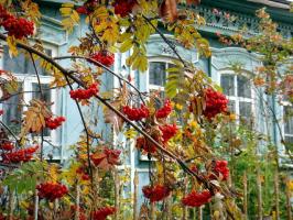 Oh, Madre Russia: 6 piante per il giardino con i colori nazionali
