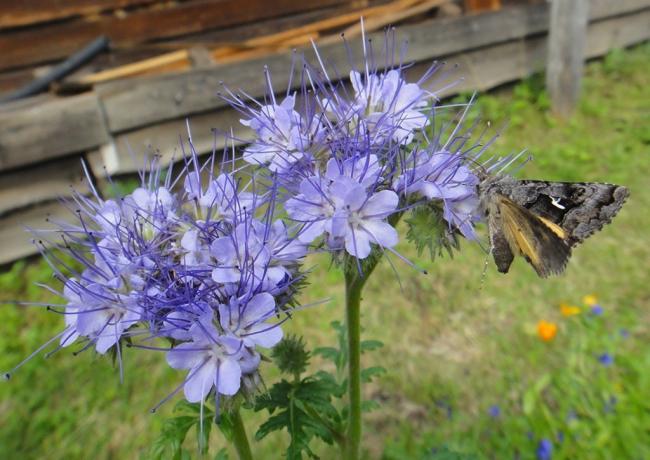 insetto attrazione - non meno utile funzione phacelia