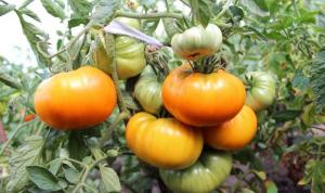 5 varietà di pomodori per "pigro" (Parte 2)