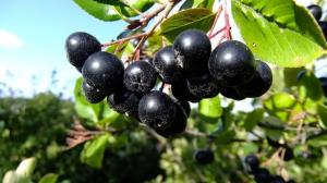 Chokeberry Aronia - proprietà utili, semina, cura