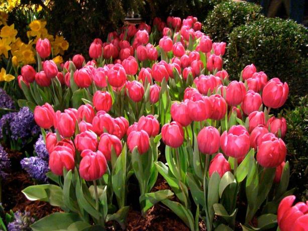 Tulipani cura e la cura non meno esigenze rispetto alle altre piante del giardino