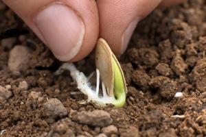 Da che parte è corretto per piantare i semi di zucca, zucca acuta, ottusa, o sul bordo.