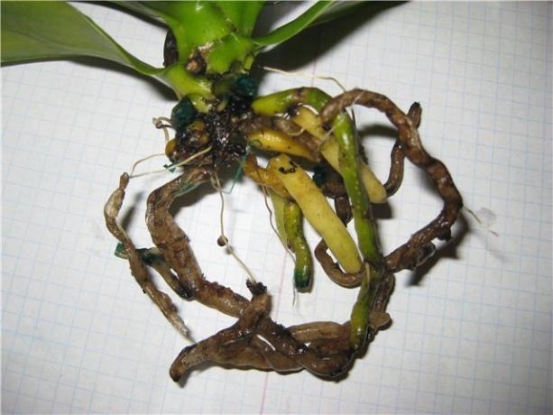 radici marce Phalaenopsis