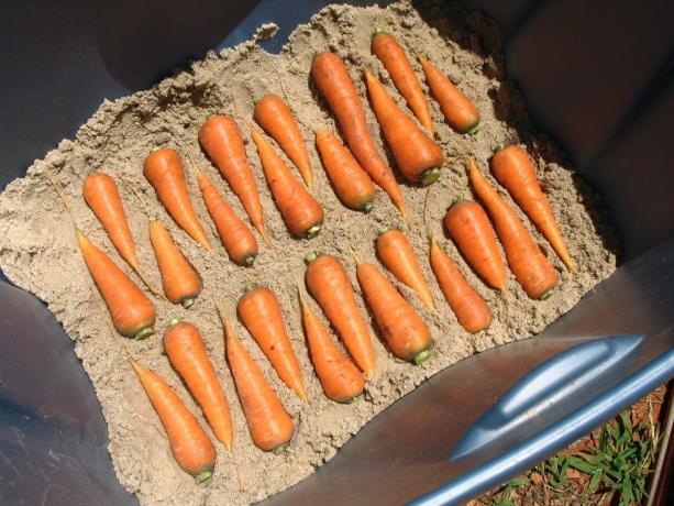 Foto esempio di stoccaggio di carota (illustrazione in questo articolo sono tratte dal libero accesso al Yandeks.Kartinki)