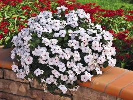 Catharanthus - un vero gioiello nel vostro giardino