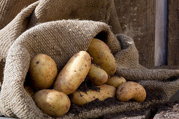 Saccheggio perfettamente aiuta le patate memorizzati senza perdite