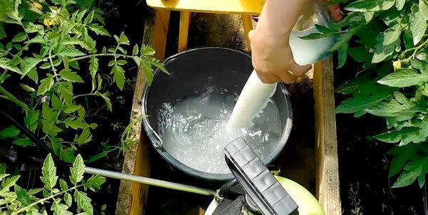 Fertilizzazione latte cetriolo porta risultati notevoli (samozvetik.ru)