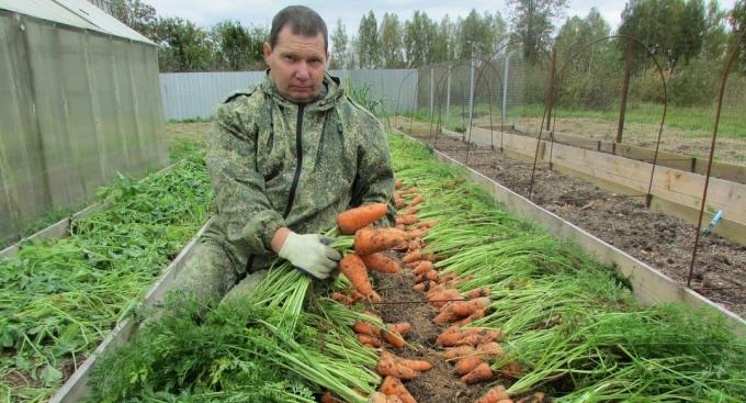 Un ottimo raccolto di carote (con la foto 