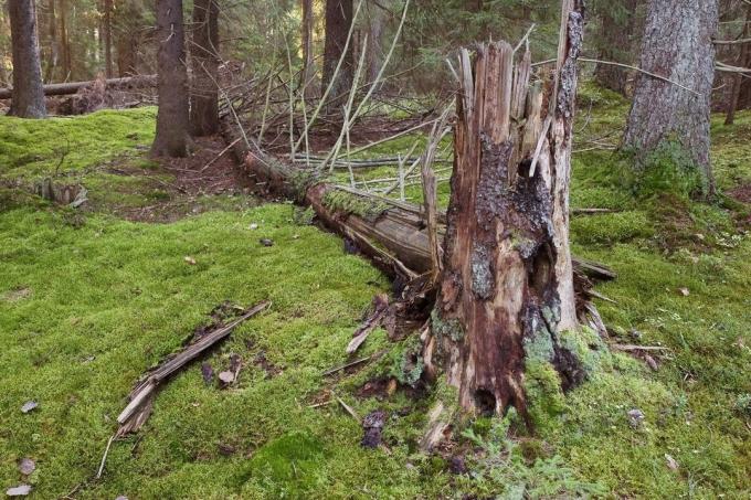La legge sulle valozhnike - che può essere raccolta nel bosco, e quando?